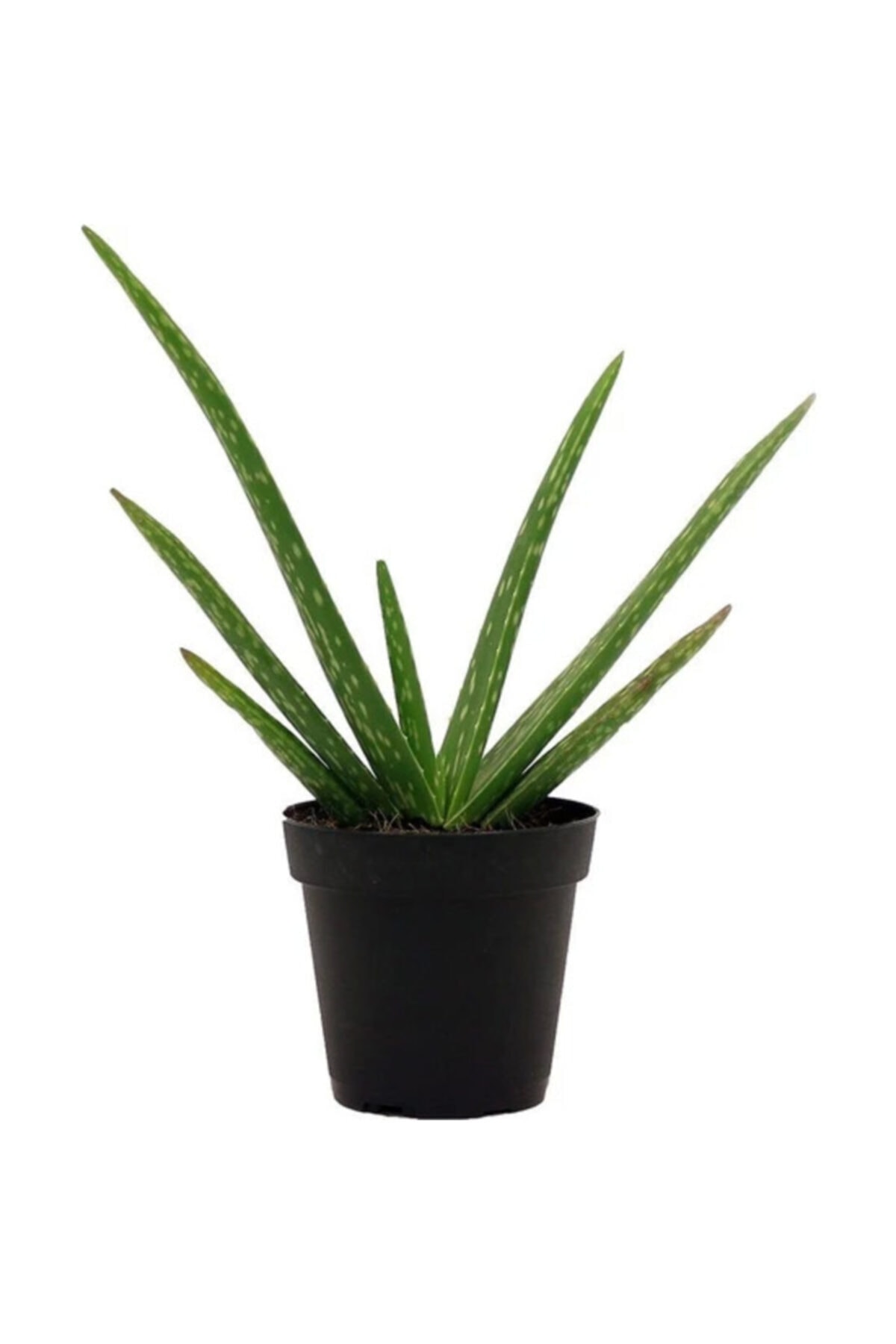 Aloe Vera bitkisi 8.5 saksıda