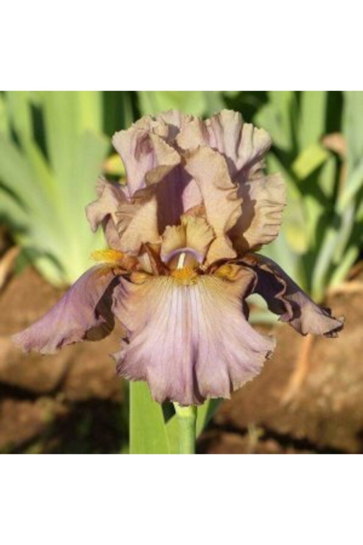  2 Adet Sütlü Kahve Iris (SÜSEN) Çiçeği Soğanı