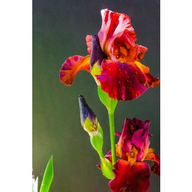 2 Adet Fuşya Renkli iris Süsen Soğanı Alman Zambağı