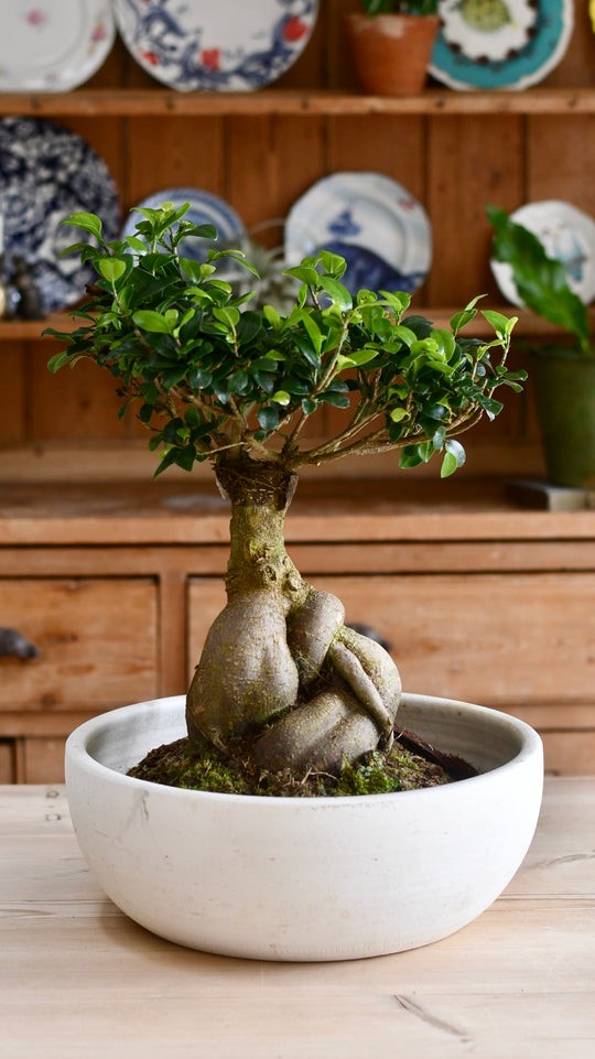 Ficus Ginseng Bonsai XXL 40-50 cm 