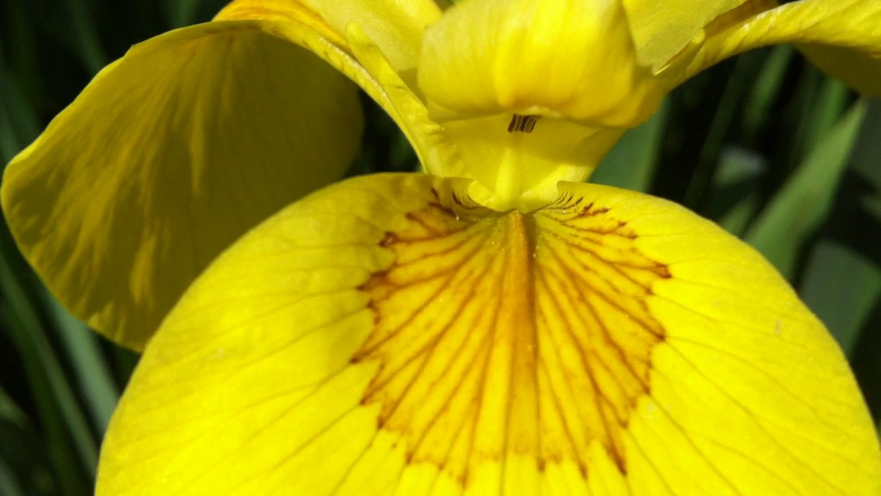 2 Adet Sarı iris Süsen Soğanı Alman Zambağı