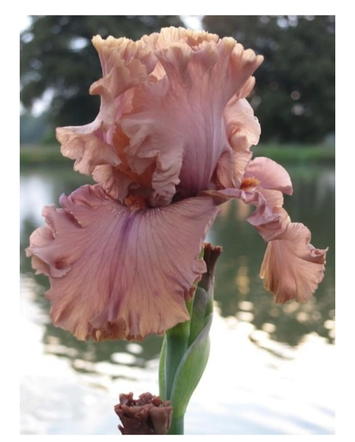 2 Adet Gül Kurusu iris Süsen Soğanı Alman Zambağı