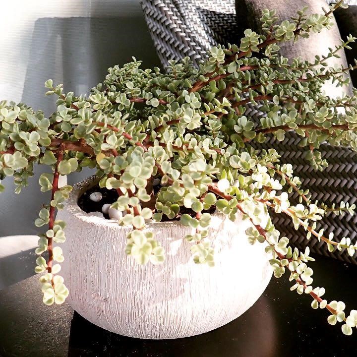 Hediyelik taş tahtada şans bitkisi para ağacı bonsai