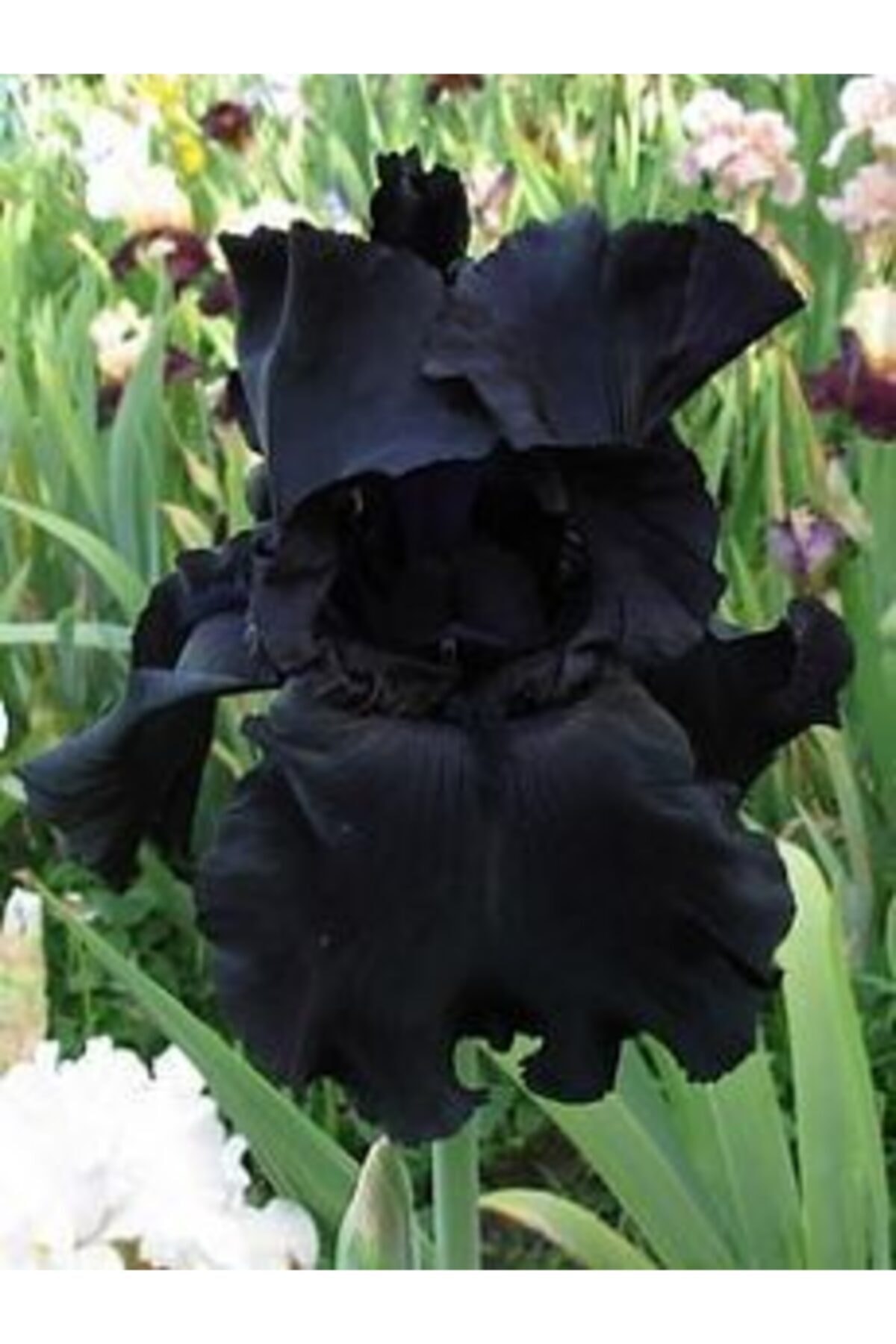 2 Adet Siyah Renkli iris Süsen Soğanı Alman Zambağı