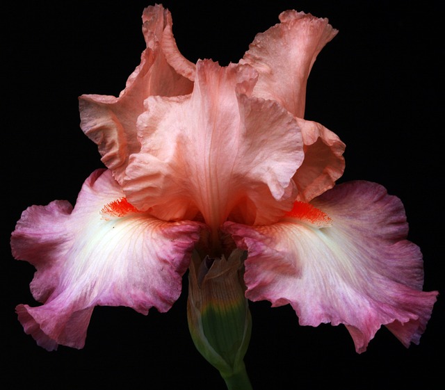 2 Adet Mercan Rengi iris Süsen Soğanı Alman Zambağı