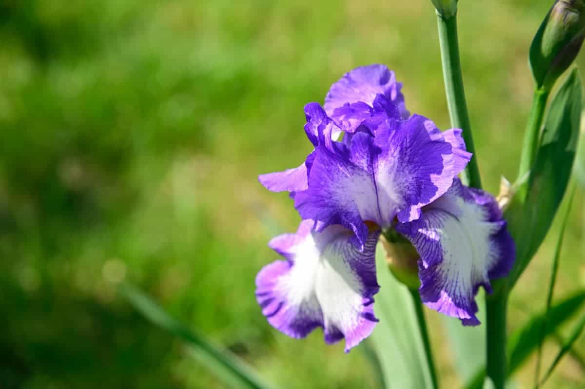 2 Adet Mavi iris Süsen Soğanı Alman Zambağı