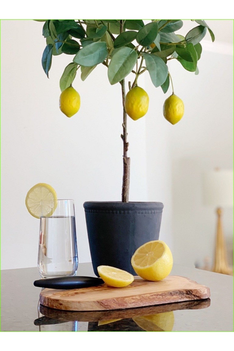 Dekoratif Saksıda Limon Ağacı