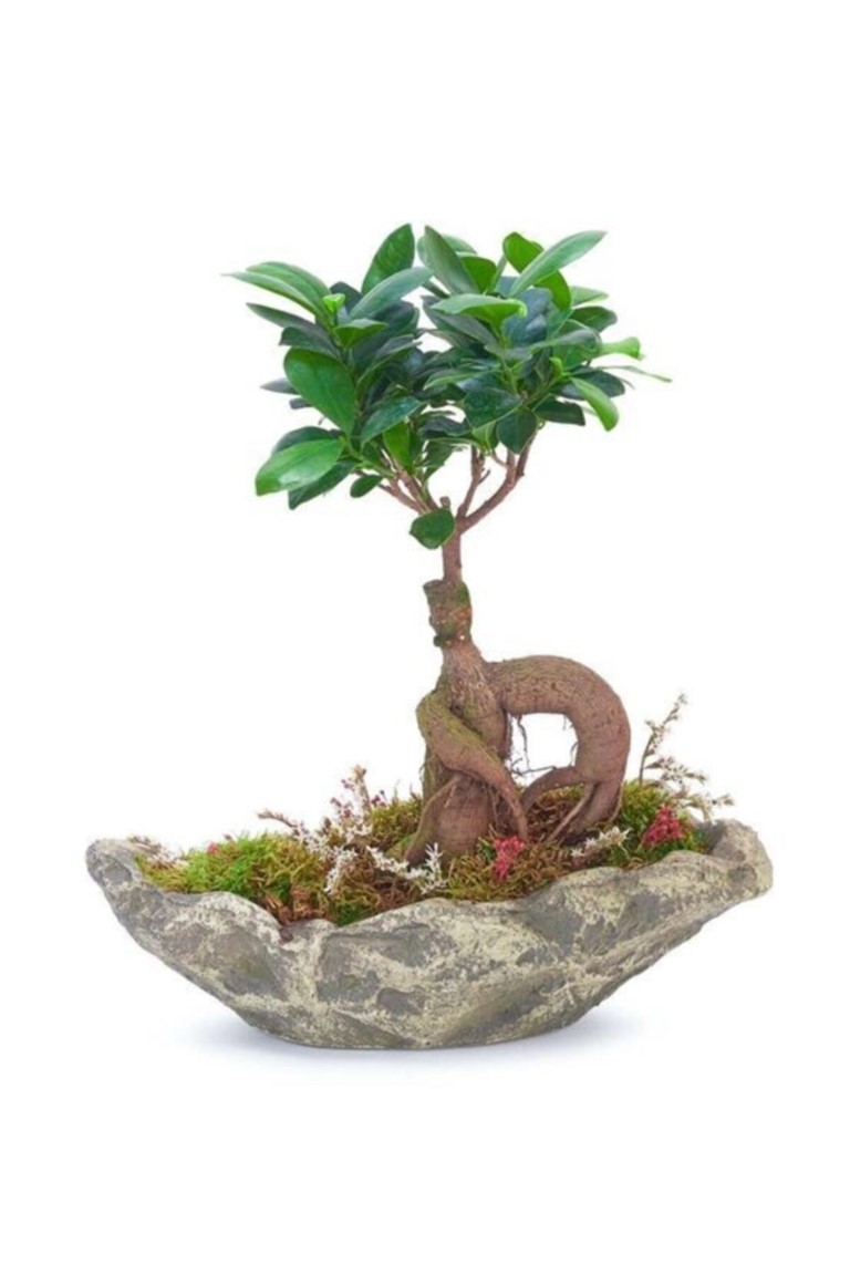 Dekoratif Taş Kayık Saksıda Bonsai Ficus