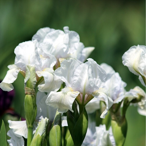 2 Adet Beyaz iris Süsen Soğanı Alman Zambağı