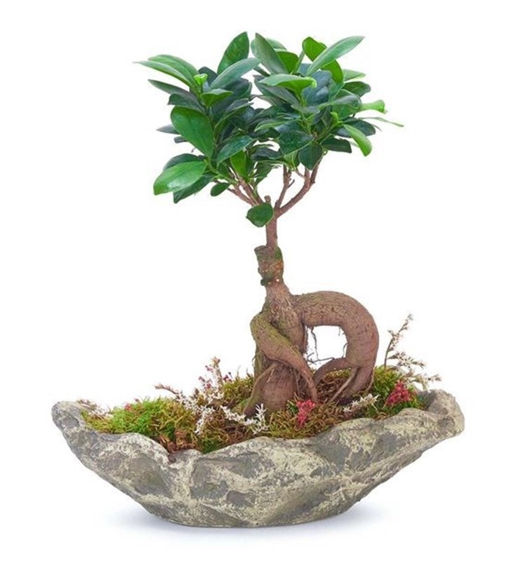 Dekoratif Kayık Saksıda Ficus Ginseng Bonsai